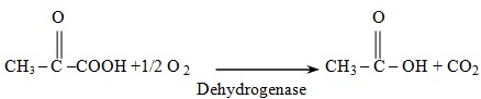 oxidative decarboxylation of alpha keto acids